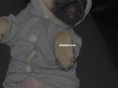Chien Carlin Chien Carlin