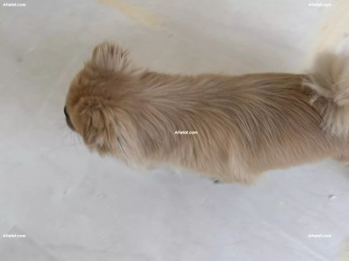 Chien pékinois