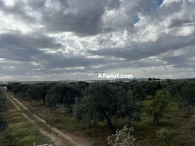 TERRAIN CLAUDIA Douikhla Hammamet Sud T1219