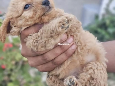 Caniche Bichon Havanis