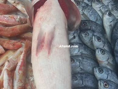 Fond de commerce d'une poissonnerie 20000 DT Négociable Fond de commerce d'une poissonnerie 20000 DT Négociable