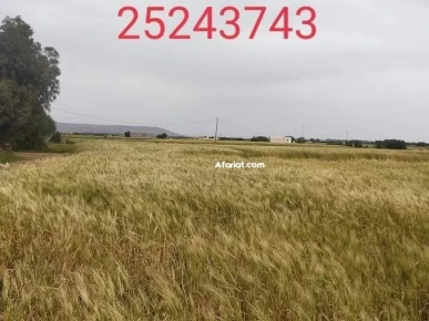 un terrain agricole a El haouaria superficie 19180m²