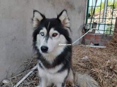Magnifique femelle Husky Sibérien