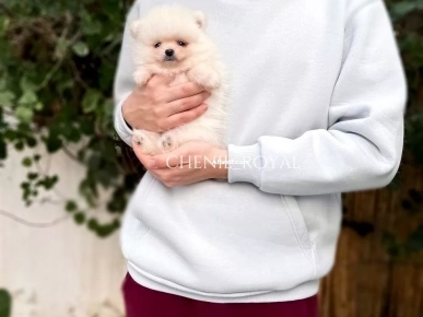 Spitz nain Poméranien qualité de luxe chiots Spitz nain Poméranien qualité de luxe chiots