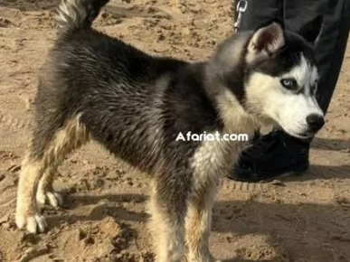à vendre Husky 3 mois