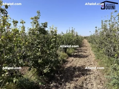 Ferme Productive 15 Hectares A Tebourba