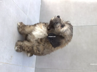 Caniche Bichon Femelle 2 mois
