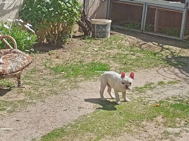 Bouledogue français mâle blanc