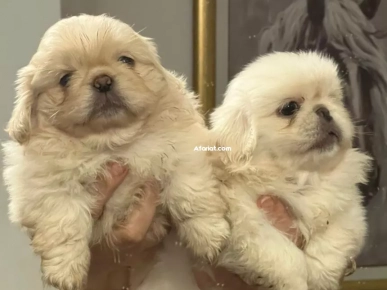 pekinois Males