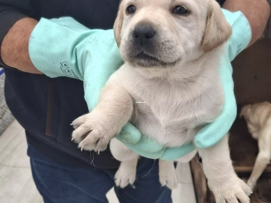 Adorables chiots Labrador