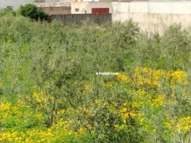 terrain agricole contenant une villa