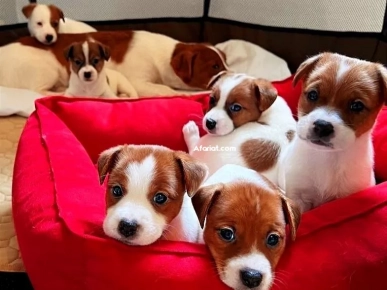 Chiots jack russell terrier de russie haut pedigre Chiots jack russell terrier de russie haut pedigre