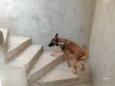 berger malinois