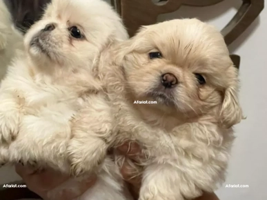 pekinois Males