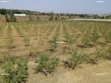 Petite Ferme Mornag Petite Ferme Mornag