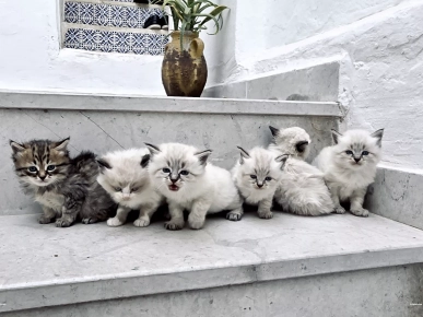 Belle chatons Ragdoll