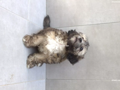 Caniche Bichon Femelle 2 mois