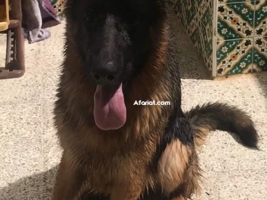male berger allemand male berger allemand