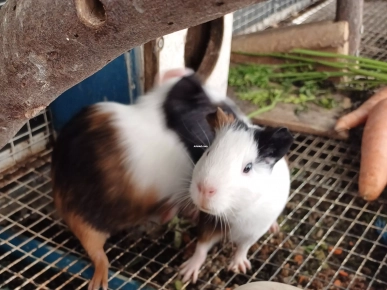 Lapins et cobayes