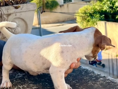 jack Russel