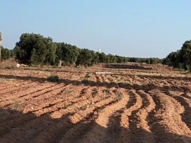 للبيع أرض فلاحية صفاقس 19 هكتار زيتون شملالي  كبير و مثمر
