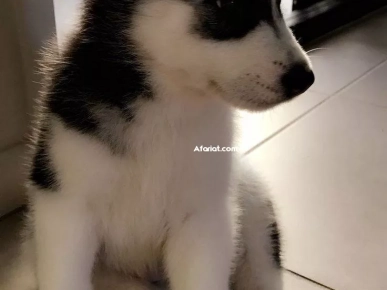 chien husky race pure