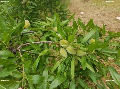 تخضيرة صابة لوز مازطو