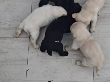 Adorables chiots Labrador