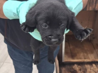 Adorables chiots Labrador