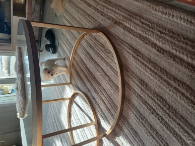 Bichon nain avec carnet de vaccination Bichon nain avec carnet de vaccination