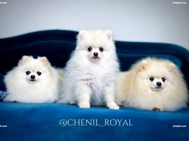 Chiots Spitz Nain Documents FCI Chiots Spitz Nain Documents FCI