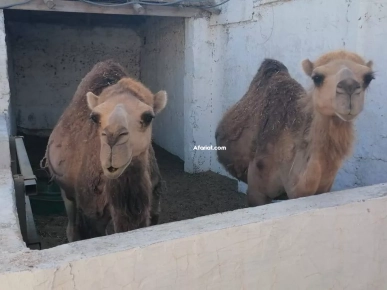 couple de dromadaires couple de dromadaires