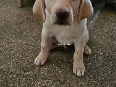 chien mâle labrador