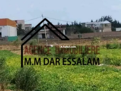 terrain contenant plusieurs arbres