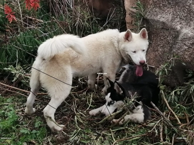 Husky blanc Husky blanc
