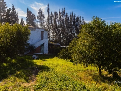 Bonne occasion 7 hectare senia Bonne occasion 7 hectare senia