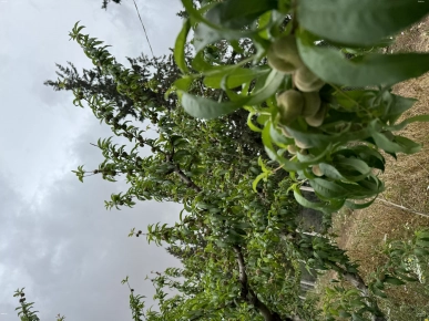 صابة خوخ 2500 عود للتخضير للخضارة صابة خوخ 2500 عود للتخضير للخضارة