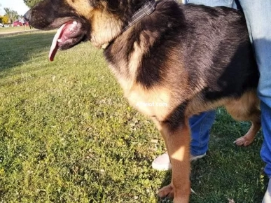 Chien berger allemand male Chien berger allemand male