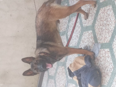 Malinois à vendre