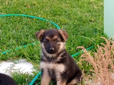 4 chiots berger allemand à vendre l'un à 400 dt