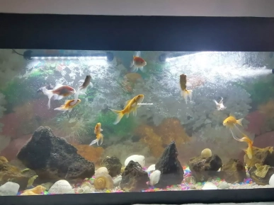 aquarium avec 7 poissons