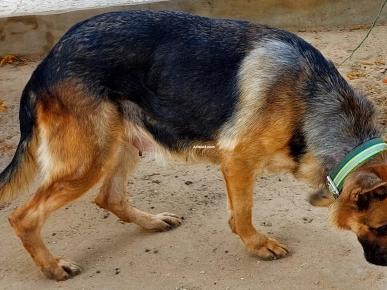 Couple de Chiens de Garde Berger Allemand Pure Race