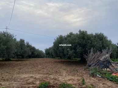 Terrain de 6000m² à Vendre – Takelsa Rtiba Terrain de 6000m² à Vendre – Takelsa Rtiba