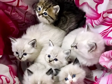 Belle chatons Ragdoll