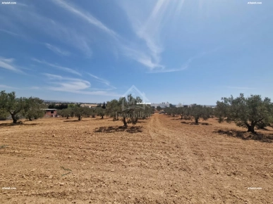 Terrain de 1000 m² à vendre à 200 MD à Hammamet Sud 51355351