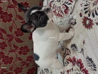 à vendre chiotte bouledogue français, pur race.