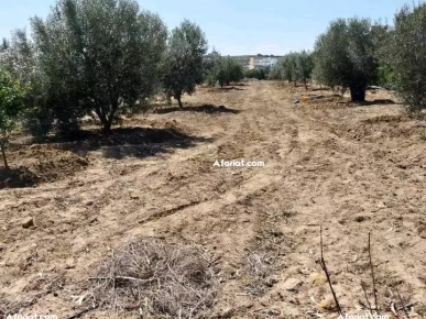 terrain contenant plusieurs arbres