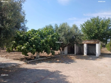 سانية زيتون 1.5 كم علي وسط زغوان
