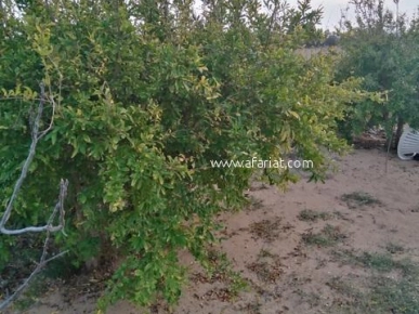 Terrain agricole de 6 hectares a el haouaria cap bon