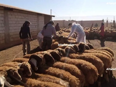 قطاع الفلاحة و تربية الماشية